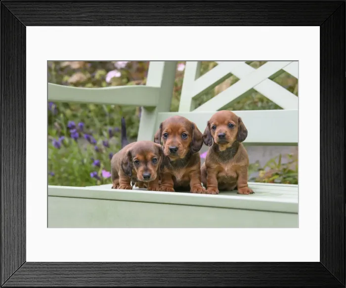Framed Print : DOG. Standard Dachshund puppies, 6 weeks old, X3 sitting together on a bench in a garden Framed Print : DOG. Standard Dachshund puppies, 6 weeks old, X3 sitting together on a bench in a garden