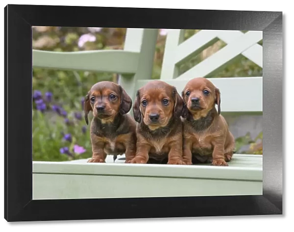DOG. Standard Dachshund puppies, 6 weeks old, X3 sitting together on a bench in a garden
