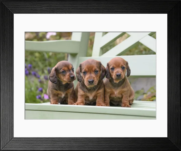 Framed Print : DOG. Standard Dachshund puppies, 6 weeks old, X3 sitting together on a bench in a garden Framed Print : DOG. Standard Dachshund puppies, 6 weeks old, X3 sitting together on a bench in a garden