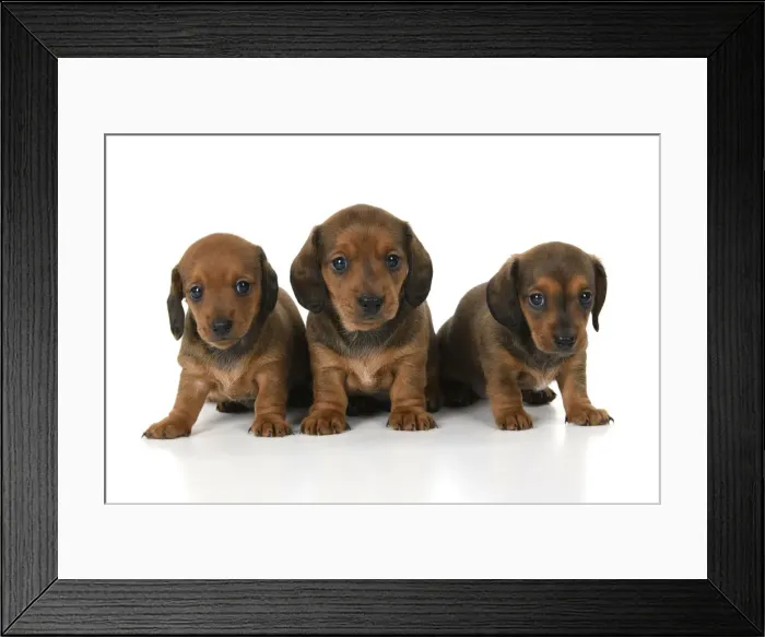 Framed Print : DOG. Standard Dachshund puppies, 6 weeks old, X2 sitting together, studio Framed Print : DOG. Standard Dachshund puppies, 6 weeks old, X2 sitting together, studio