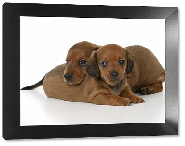 DOG. Standard Dachshund puppies, 6 weeks old, X2 laying together, studio