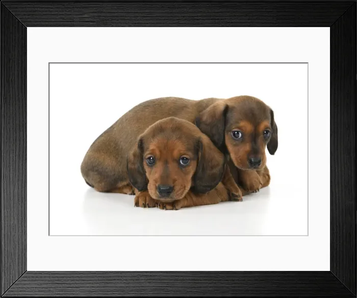 Framed Print : DOG. Standard Dachshund puppies, 6 weeks old, X2 laying together, studio Framed Print : DOG. Standard Dachshund puppies, 6 weeks old, X2 laying together, studio