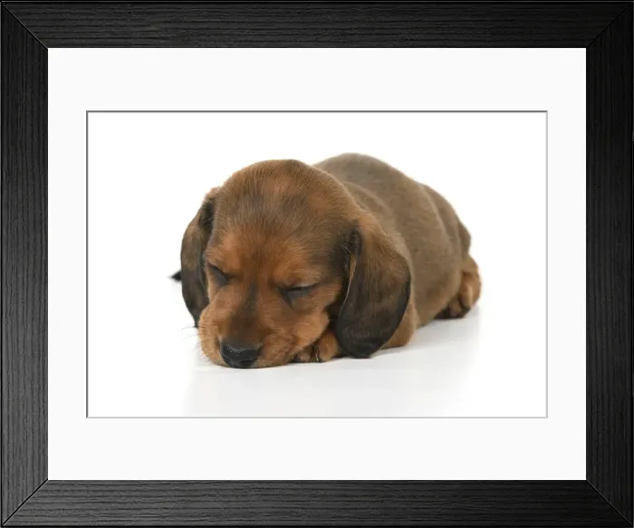 Framed Print : DOG. Standard Dachshund puppy, 6 weeks old, laying, sleeping, studio Framed Print : DOG. Standard Dachshund puppy, 6 weeks old, laying, sleeping, studio