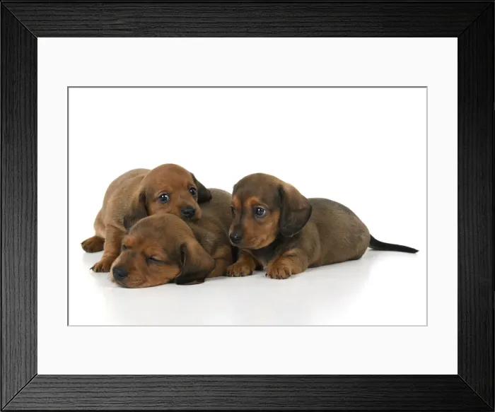 Framed Print : DOG. Standard Dachshund puppies, 6 weeks old, X3 laying together, studio Framed Print : DOG. Standard Dachshund puppies, 6 weeks old, X3 laying together, studio