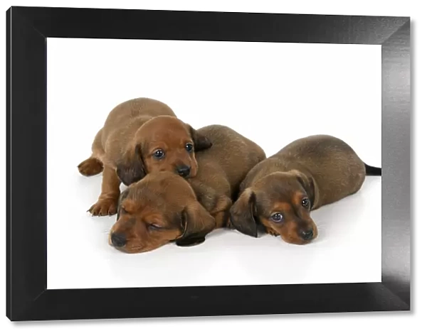 DOG. Standard Dachshund puppies, 6 weeks old, X3 laying together, studio