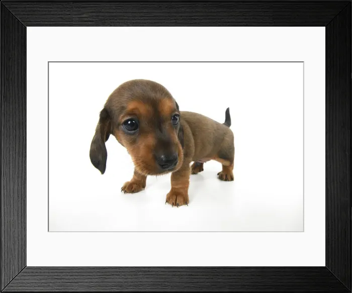 Framed Print : DOG. Standard Dachshund puppy, 6 weeks old, wide angle, studio Framed Print : DOG. Standard Dachshund puppy, 6 weeks old, wide angle, studio