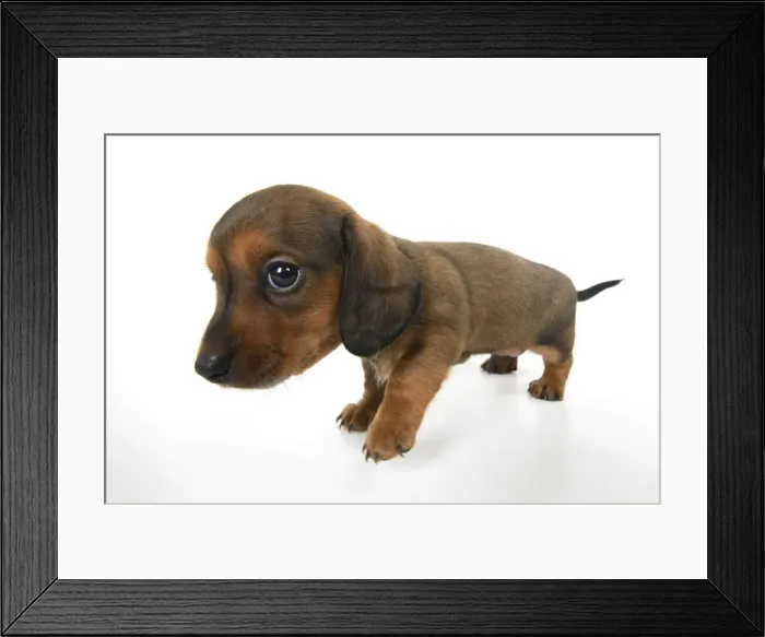 Framed Print : DOG. Standard Dachshund puppy, 6 weeks old, wide angle, studio Framed Print : DOG. Standard Dachshund puppy, 6 weeks old, wide angle, studio