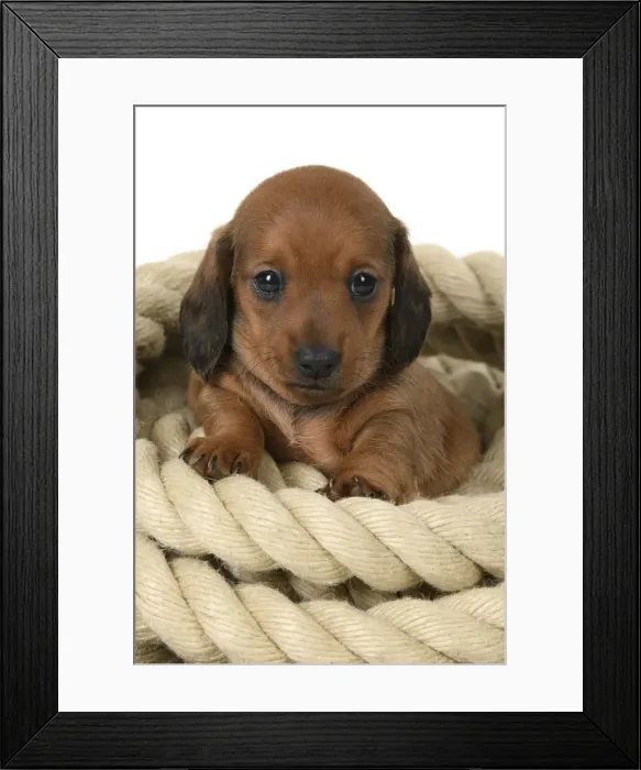 Framed Print : DOG. Standard Dachshund puppy, 6 weeks old, sitting in a roll of rope, , studio Framed Print : DOG. Standard Dachshund puppy, 6 weeks old, sitting in a roll of rope, , studio