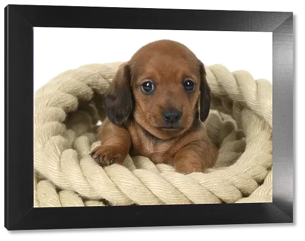 DOG. Standard Dachshund puppy, 6 weeks old, sitting in a roll of rope, , studio