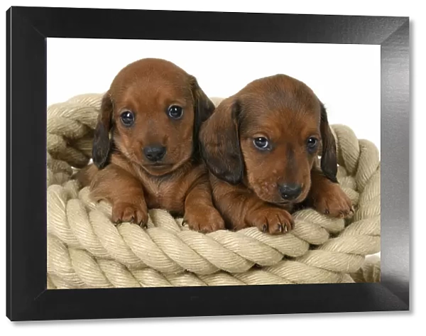 DOG. Standard Dachshund puppies, 6 weeks old, X2 sitting in a roll of rope, , studio
