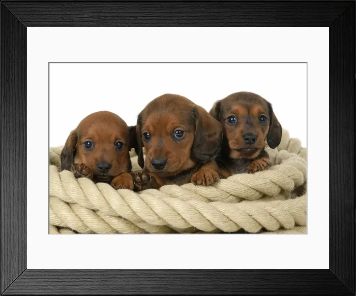 Framed Print : DOG. Standard Dachshund puppies, 6 weeks old, X3 sitting in a roll of rope, , studio Framed Print : DOG. Standard Dachshund puppies, 6 weeks old, X3 sitting in a roll of rope, , studio