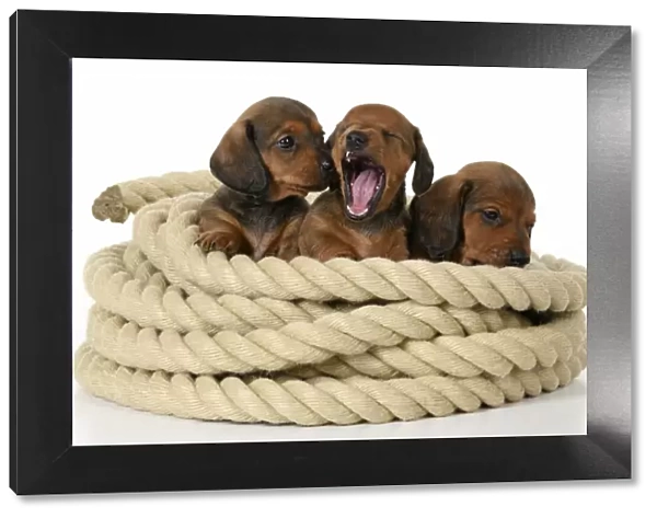 DOG. Standard Dachshund puppies, 6 weeks old, X3 sitting in a roll of rope, , studio