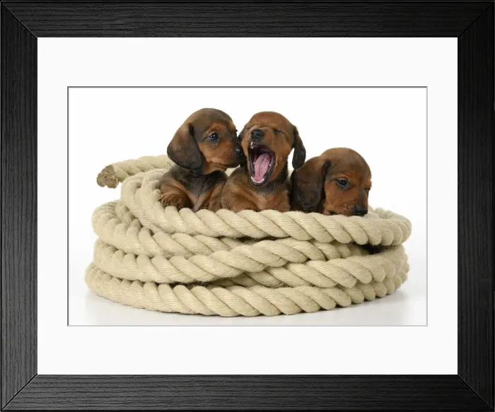 Framed Print : DOG. Standard Dachshund puppies, 6 weeks old, X3 sitting in a roll of rope, , studio Framed Print : DOG. Standard Dachshund puppies, 6 weeks old, X3 sitting in a roll of rope, , studio