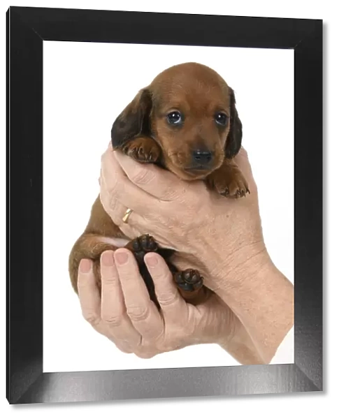 DOG. Standard Dachshund puppy, 6 weeks old, held in hands, studio