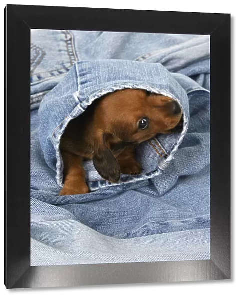 DOG. Standard Dachshund puppy, 6 weeks old, in denim jeans, studio