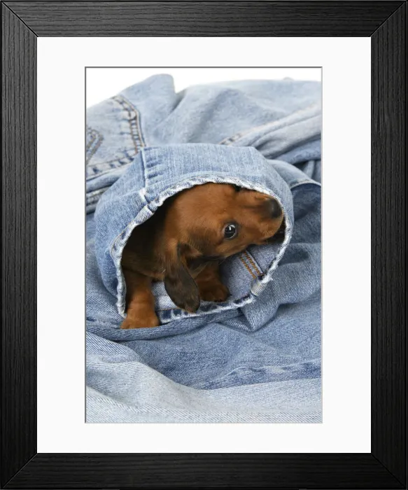 Framed Print : DOG. Standard Dachshund puppy, 6 weeks old, in denim jeans, studio Framed Print : DOG. Standard Dachshund puppy, 6 weeks old, in denim jeans, studio