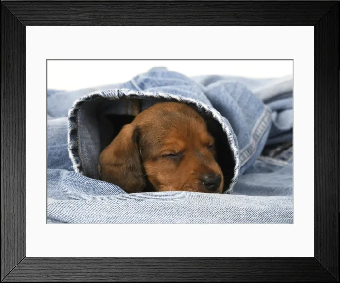 Framed Print : DOG. Standard Dachshund puppy, 6 weeks old, sleepy, in denim jeans, studio Framed Print : DOG. Standard Dachshund puppy, 6 weeks old, sleepy, in denim jeans, studio