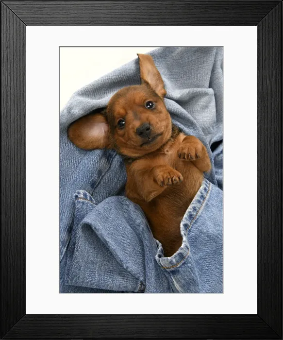Framed Print : DOG. Standard Dachshund puppy, 6 weeks old, in denim jeans, studio Framed Print : DOG. Standard Dachshund puppy, 6 weeks old, in denim jeans, studio