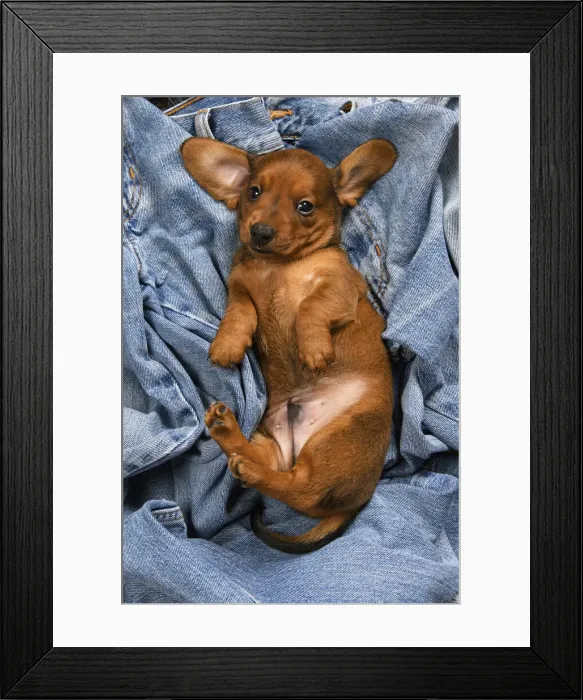 Framed Print : DOG. Standard Dachshund puppy, 6 weeks old, sleepy, laying on its back in denim jeans, studio Framed Print : DOG. Standard Dachshund puppy, 6 weeks old, sleepy, laying on its back in denim jeans, studio