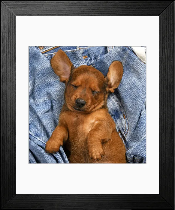 Framed Print : DOG. Standard Dachshund puppy, 6 weeks old, sleepy, laying on its back in denim jeans, studio Framed Print : DOG. Standard Dachshund puppy, 6 weeks old, sleepy, laying on its back in denim jeans, studio