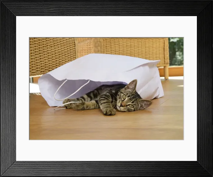 Framed Print : CAT. Tabby kitten 17 weeks old, laying in a paper carrier bag Framed Print : CAT. Tabby kitten 17 weeks old, laying in a paper carrier bag