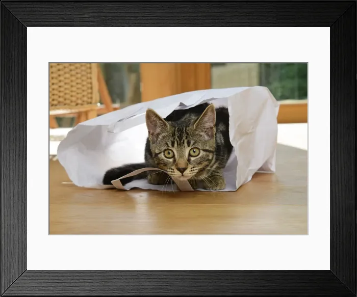 Framed Print : CAT. Tabby kitten 17 weeks old, laying in a paper carrier bag Framed Print : CAT. Tabby kitten 17 weeks old, laying in a paper carrier bag