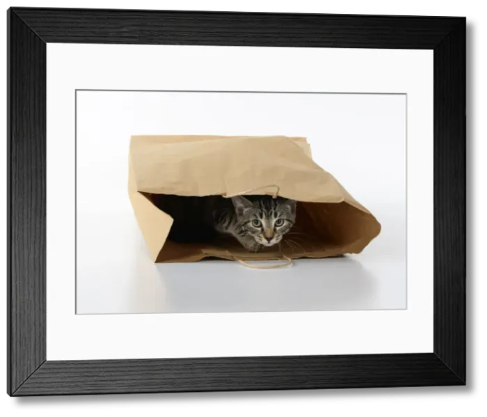 Framed Print : CAT. Tabby kitten 18 weeks old in a brown carrier bag, studio Framed Print : CAT. Tabby kitten 18 weeks old in a brown carrier bag, studio