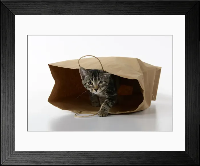 Framed Print : CAT. Tabby kitten 18 weeks old in a brown carrier bag, studio Framed Print : CAT. Tabby kitten 18 weeks old in a brown carrier bag, studio