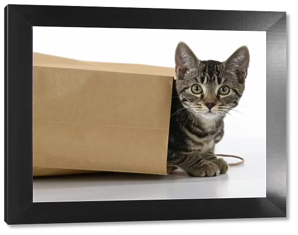 CAT. Tabby kitten 18 weeks old in a brown carrier bag, head & paws out looking out, studio