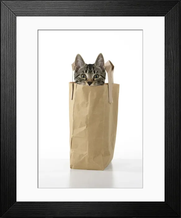 Framed Print : CAT. Tabby kitten 18 weeks old in a brown carrier bag, head out od top, studio Framed Print : CAT. Tabby kitten 18 weeks old in a brown carrier bag, head out od top, studio