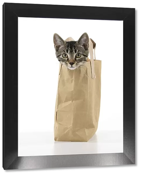 CAT. Tabby kitten 18 weeks old in a brown carrier bag, head out od top, studio