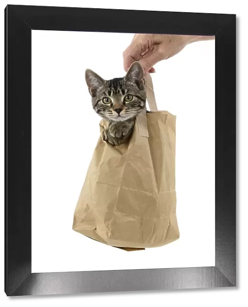 CAT. Tabby kitten 18 weeks old in a brown carrier bag, head & paws out of top, studio