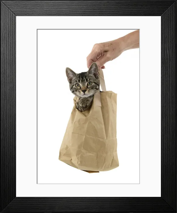 Framed Print : CAT. Tabby kitten 18 weeks old in a brown carrier bag, head & paws out of top, studio Framed Print : CAT. Tabby kitten 18 weeks old in a brown carrier bag, head & paws out of top, studio