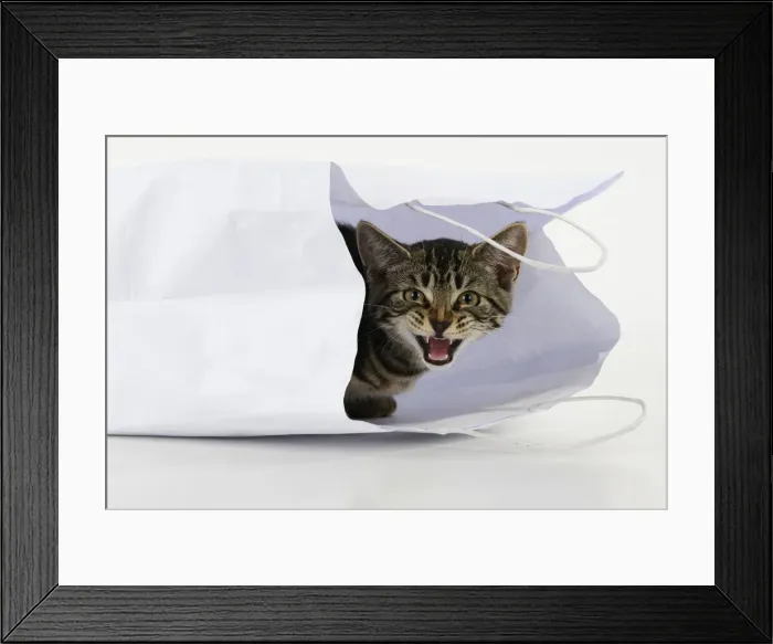 Framed Print : CAT. Tabby kitten 18 weeks old in a white carrier bag, studio Framed Print : CAT. Tabby kitten 18 weeks old in a white carrier bag, studio