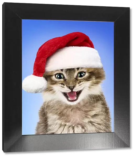Cat ~ Tabby kitten wearing red Christmas Santa hat