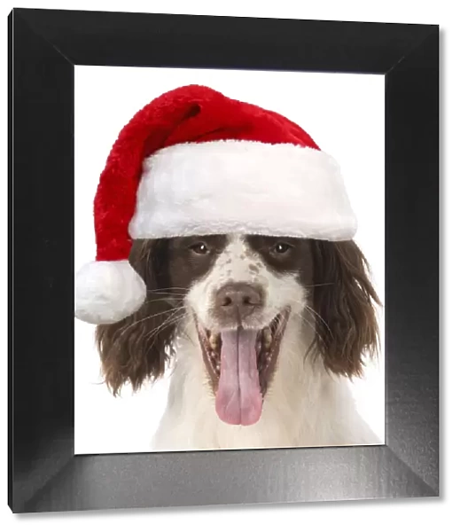 DOG. Springer Spaniel wearing red Christmas Santa hat