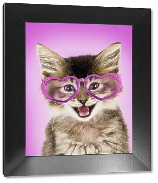 Cat ~ Tabby kitten wearing pink heart shaped glasses