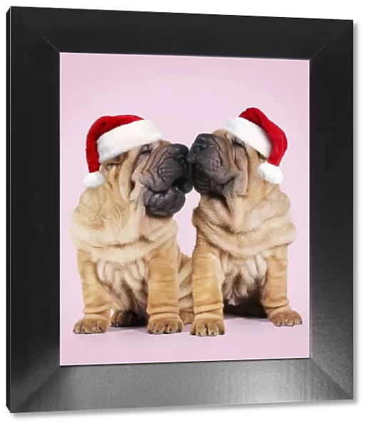Shar-pei Dogs, pair kissing wearing red Christmas Santa hats