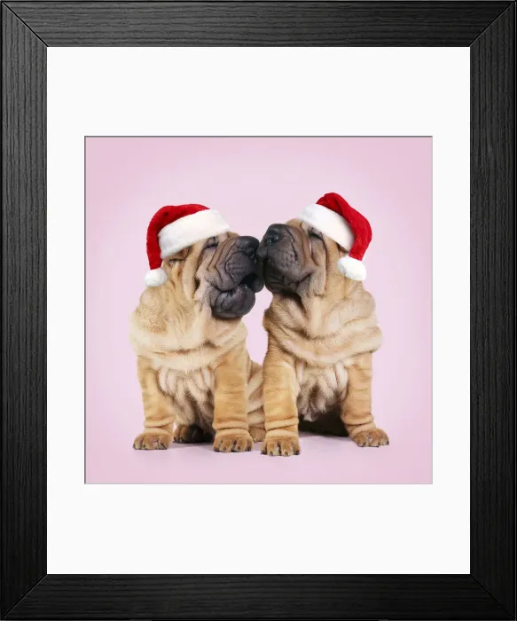Framed Print : Shar-pei Dogs, pair kissing wearing red Christmas Santa hats Framed Print : Shar-pei Dogs, pair kissing wearing red Christmas Santa hats