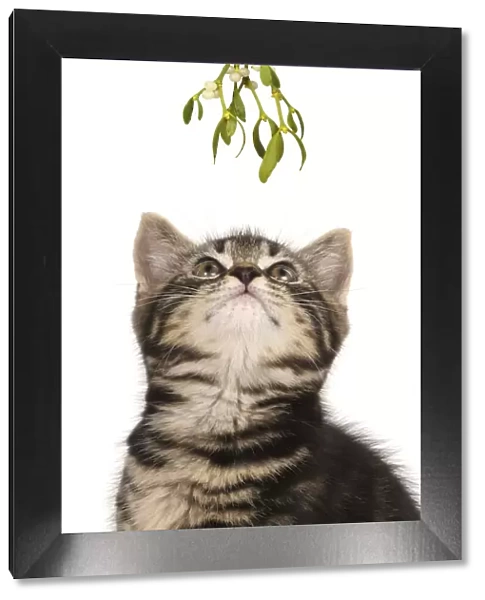 CAT. 7 weeks old tabby kitten looking up at Mistletoe at Christmas waiting for a kiss