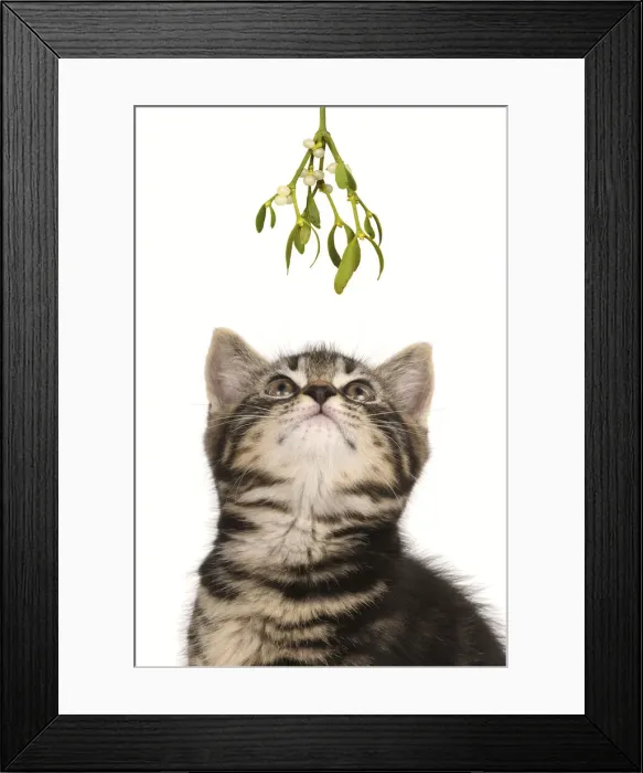 Framed Print : CAT. 7 weeks old tabby kitten looking up at Mistletoe at Christmas waiting for a kiss Framed Print : CAT. 7 weeks old tabby kitten looking up at Mistletoe at Christmas waiting for a kiss