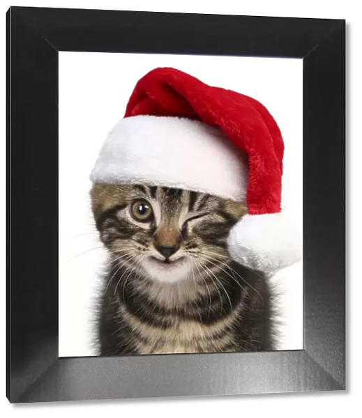 Young tabby kitten winking wearing a red Christmas Santa har