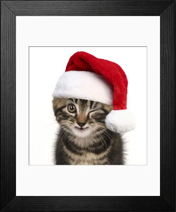 Framed Print : Young tabby kitten winking wearing a red Christmas Santa har