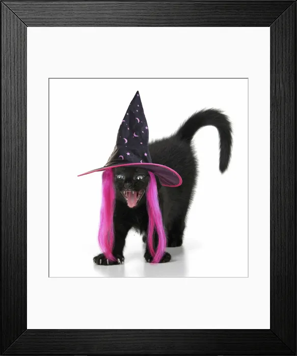 Framed Print : CAT. 7 weeks old, black kitten, stretching and yawning, wearing a witches hat at Halloween Framed Print : CAT. 7 weeks old, black kitten, stretching and yawning, wearing a witches hat at Halloween