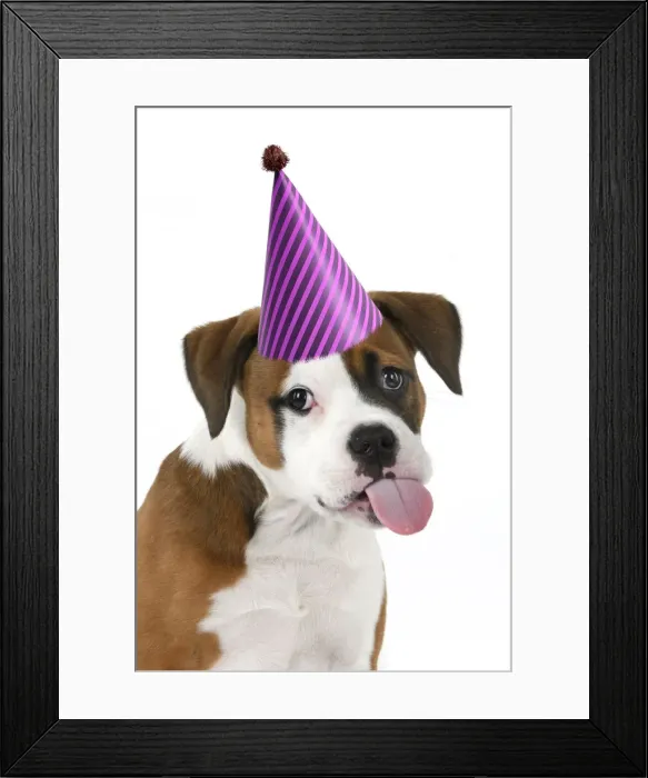 Framed Print : DOG. Bulldog X breed, 16 weeks old puppy, head & shoulders, tougue out wearing a party hat Framed Print : DOG. Bulldog X breed, 16 weeks old puppy, head & shoulders, tougue out wearing a party hat