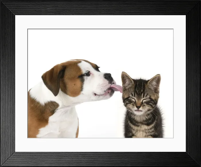 Framed Print : DOG. Bulldog X breed, 16 weeks old puppy licking a Tabby kitten who doesn't really like it