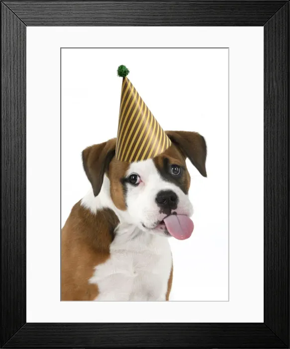 Framed Print : DOG. Bulldog X breed, 16 weeks old puppy, head & shoulders, tougue out wearing a party hat Framed Print : DOG. Bulldog X breed, 16 weeks old puppy, head & shoulders, tougue out wearing a party hat