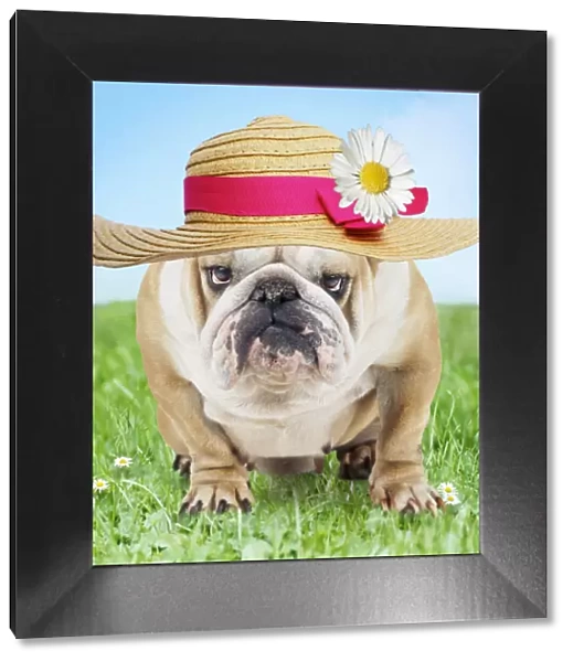 JD-15506. Bulldog in spring wearing an Easter bonnet Date