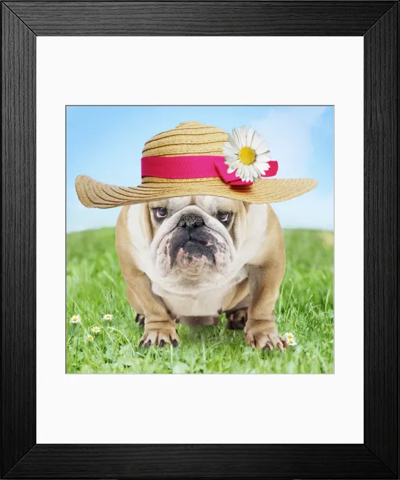 Framed Print : JD-15506. Bulldog in spring wearing an Easter bonnet Date Framed Print : JD-15506. Bulldog in spring wearing an Easter bonnet Date