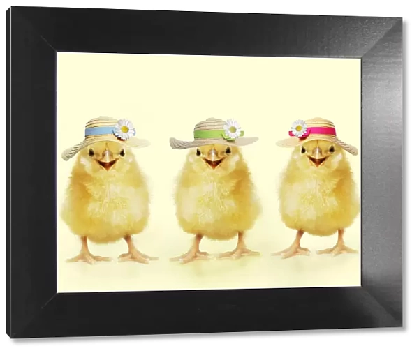 Three Chicks wearing Easter bonnets
